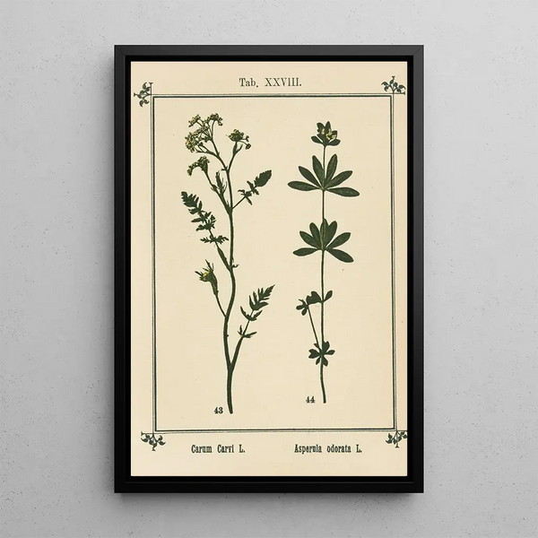 Atlas of Plants for My Water Cure Pl08 - Sebastian Kneipp — framed artwork on a wall