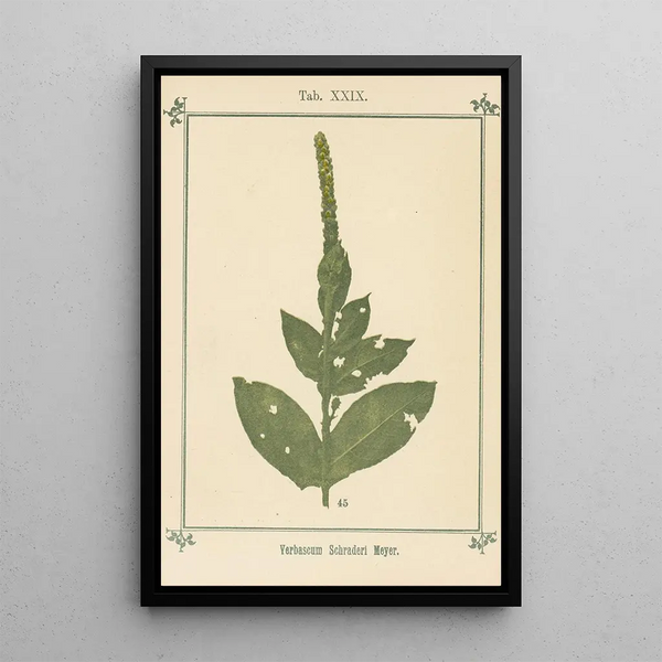 Atlas of plants for My water cure Pl09 - Sebastian Kneipp — framed artwork on a wall