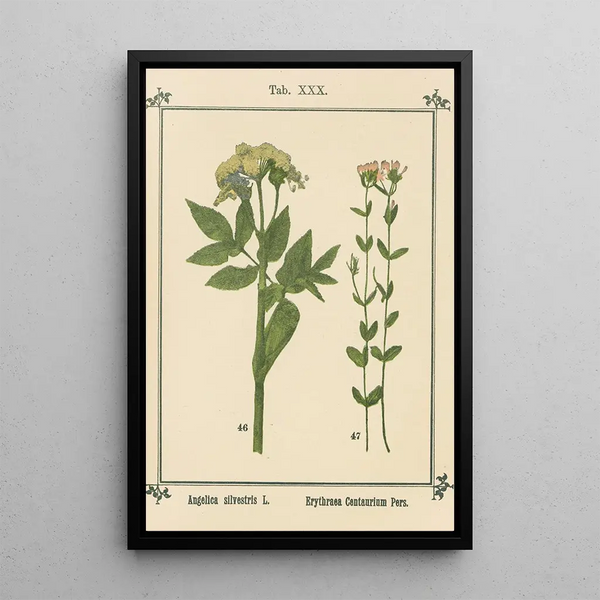 Atlas of Plants for My Water Cure Pl10 - Sebastian Kneipp — framed artwork on a wall