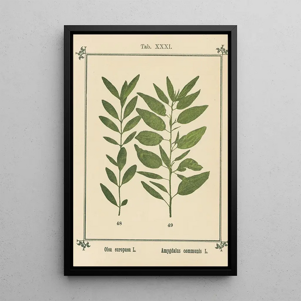 Atlas of Plants for My Water Cure Pl11 - Sebastian Kneipp — framed artwork on a wall