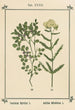 Atlas des plantes pour Ma cure d'eau Pl12 - Sebastian Kneipp — artwork view