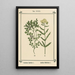 Atlas des plantes pour Ma cure d'eau Pl12 - Sebastian Kneipp — framed artwork on a wall