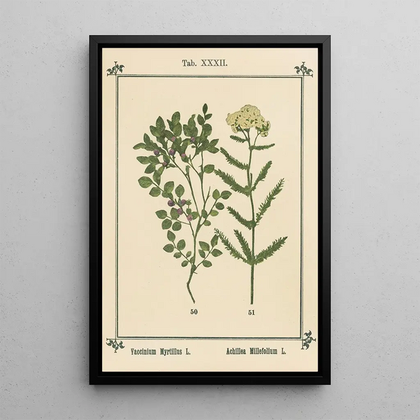 Atlas des plantes pour Ma cure d'eau Pl12 - Sebastian Kneipp — framed artwork on a wall