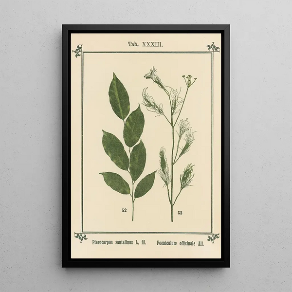 Atlas of Plants for My Water Cure Pl13 - Sebastian Kneipp — framed artwork on a wall