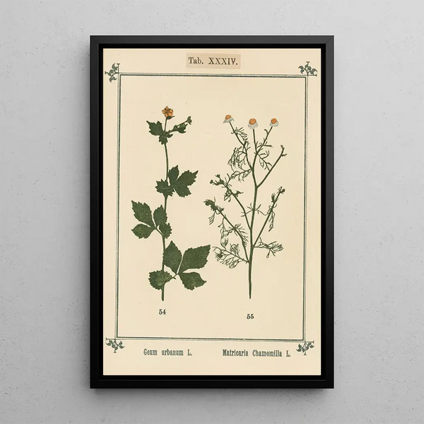 Atlas of Plants for My Water Cure Pl14 - Sebastian Kneipp — framed artwork on a wall