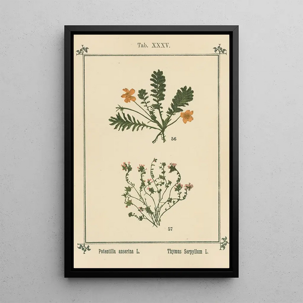 Atlas of Plants for My Water Cure Pl15 - Sebastian Kneipp — framed artwork on a wall