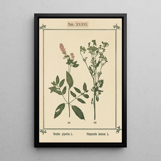 Sebastian Kneipp - Plantatlas to My watercure Pl16.webp