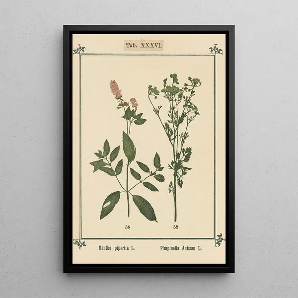 Atlas des plantes pour Ma cure d'eau Pl16 - Sebastian Kneipp — framed artwork on a wall
