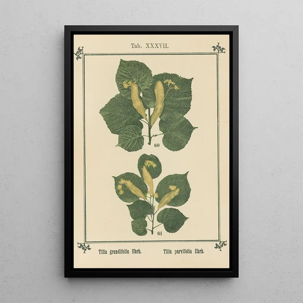 Atlas of Plants for My Water Cure Pl17 - Sebastian Kneipp — framed artwork on a wall