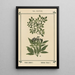 Atlas des plantes pour Ma cure d'eau Pl18 - Sebastian Kneipp — framed artwork on a wall