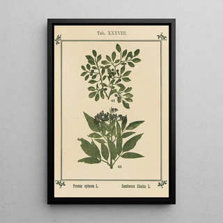 Sebastian Kneipp - Plantatlas to My watercure Pl18.webp