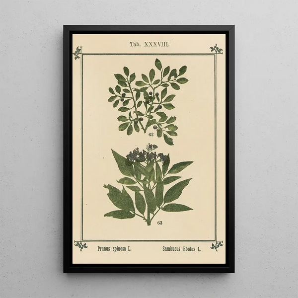 Atlas des plantes pour Ma cure d'eau Pl18 - Sebastian Kneipp — framed artwork on a wall
