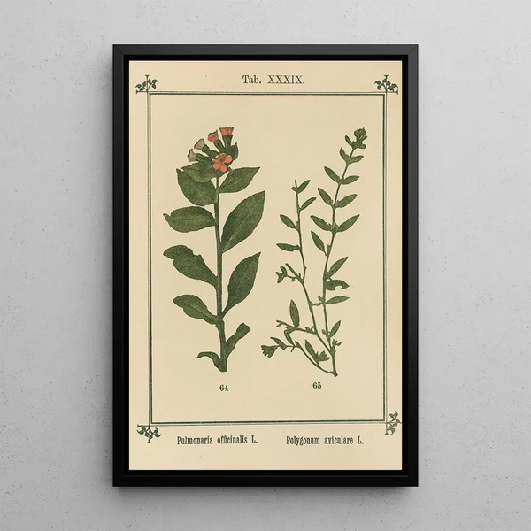 Atlas des plantes pour Ma cure d'eau Pl19 - Sebastian Kneipp — framed artwork on a wall