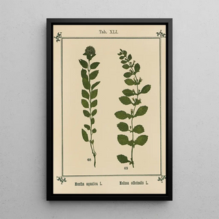 Sebastian Kneipp - Plantatlas to My watercure Pl20.webp