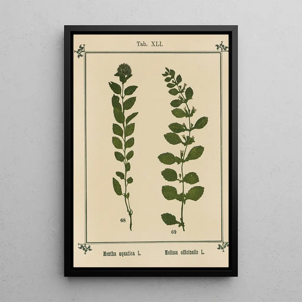 Atlas des plantes pour Ma cure d'eau Pl20 - Sebastian Kneipp — framed artwork on a wall