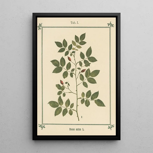 Atlas des plantes pour Ma cure d'eau Pl21 - Sebastian Kneipp — framed artwork on a wall