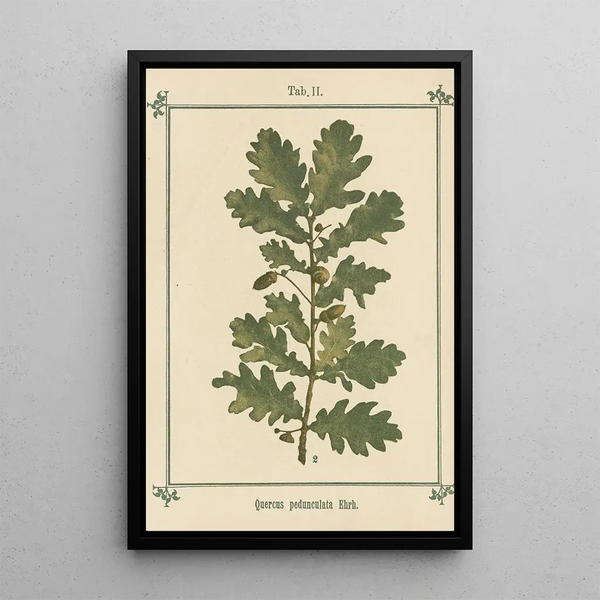 Atlas des plantes pour Ma cure d'eau Pl22 - Sebastian Kneipp — framed artwork on a wall
