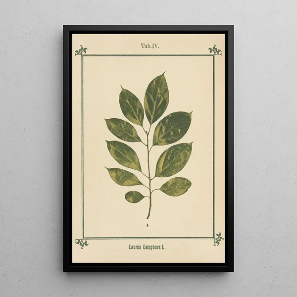 Atlas des plantes pour Ma cure d'eau Pl24 - Sebastian Kneipp — framed artwork on a wall