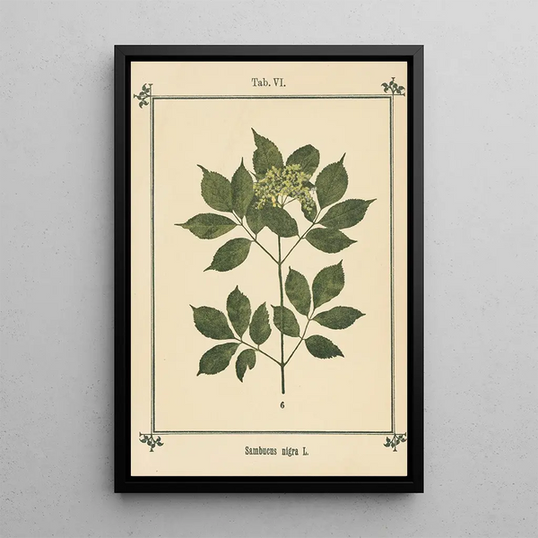 Atlas des plantes pour Ma cure d'eau Pl26 - Sebastian Kneipp — framed artwork on a wall