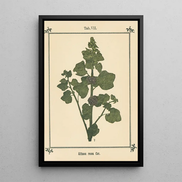Atlas of plants for My water cure Pl27 - Sebastian Kneipp — framed artwork on a wall