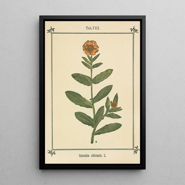 Atlas des plantes pour Ma cure d'eau Pl28 - Sebastian Kneipp — framed artwork on a wall