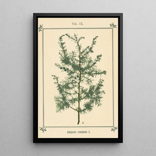 Atlas des plantes pour Ma cure d'eau Pl29 - Sebastian Kneipp — framed artwork on a wall