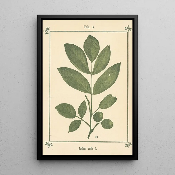 Atlas of Plants for My Water Cure Pl30 - Sebastian Kneipp — framed artwork on a wall