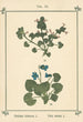 Atlas des plantes pour Ma cure d'eau Pl31 - Sebastian Kneipp — artwork view