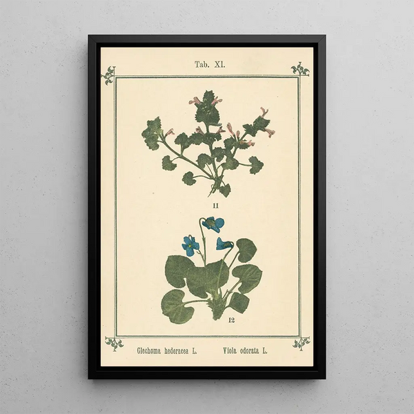 Atlas des plantes pour Ma cure d'eau Pl31 - Sebastian Kneipp — framed artwork on a wall