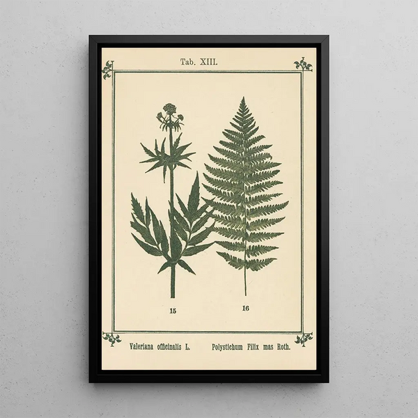 Atlas des plantes pour Ma cure d'eau Pl33 - Sebastian Kneipp — framed artwork on a wall