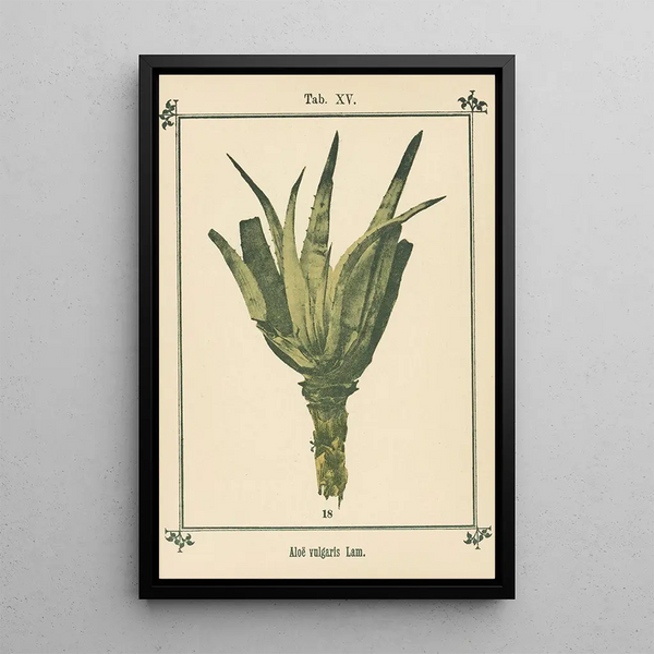 Atlas des plantes pour Ma cure d'eau Pl34 - Sebastian Kneipp — framed artwork on a wall