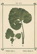 Atlas of Plants for My Water Cure Pl35 - Sebastian Kneipp — artwork view