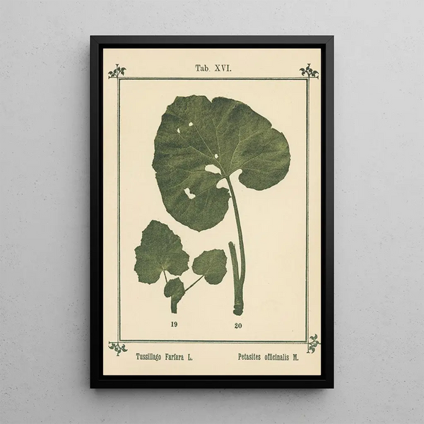 Atlas of Plants for My Water Cure Pl35 - Sebastian Kneipp — framed artwork on a wall