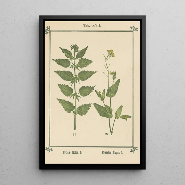 Atlas des plantes pour Ma cure d'eau Pl36 - Sebastian Kneipp — framed artwork on a wall
