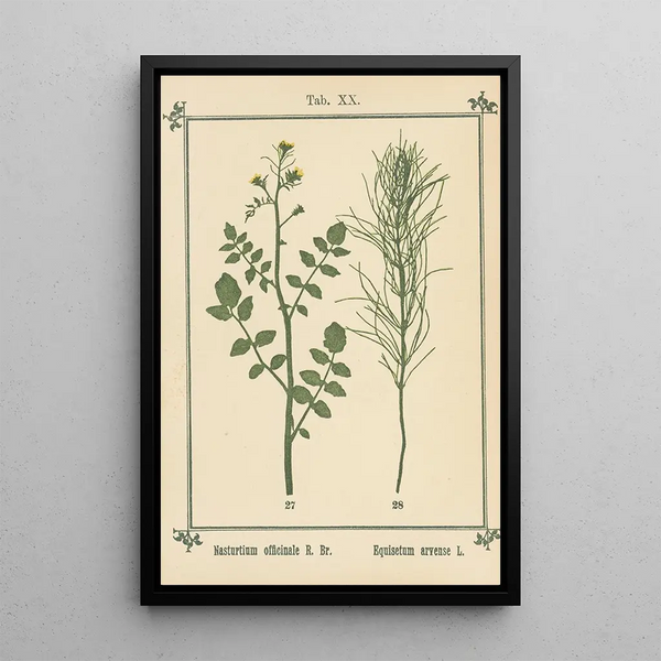 Atlas des plantes pour Ma cure d'eau Pl39 - Sebastian Kneipp | Painting — framed artwork on a wall