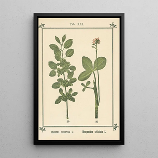 Sebastian Kneipp - Plantatlas to My watercure Pl40.webp