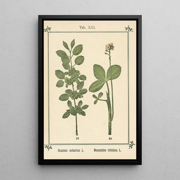 Atlas of Plants for My Water Cure Pl40 - Sebastian Kneipp — framed artwork on a wall