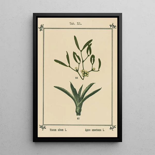 Atlas des plantes pour Ma cure d'eau Pl41 - Sebastian Kneipp — framed artwork on a wall
