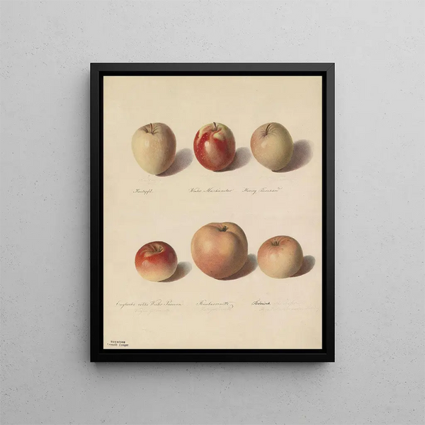 Fruit Varieties - Sebastian Wegmayr — framed artwork on a wall