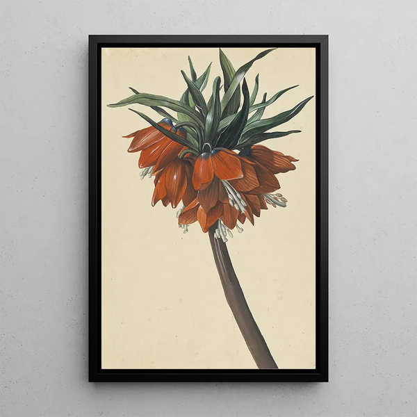 Fritillaria imperialis - Sebastian Wegmayr | Painting — framed artwork on a wall