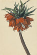 Fritillaria imperialis - Sebastian Wegmayr | Painting — artwork view