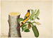 Loriot with a black hood and insect on a jackfruit log - Sheikh Zain al-Din — artwork view