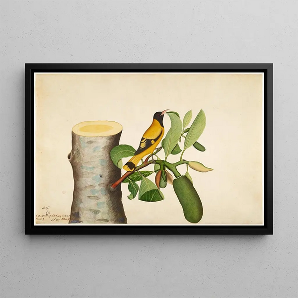Loriot with a black hood and insect on a jackfruit log - Sheikh Zain al-Din — framed artwork on a wall