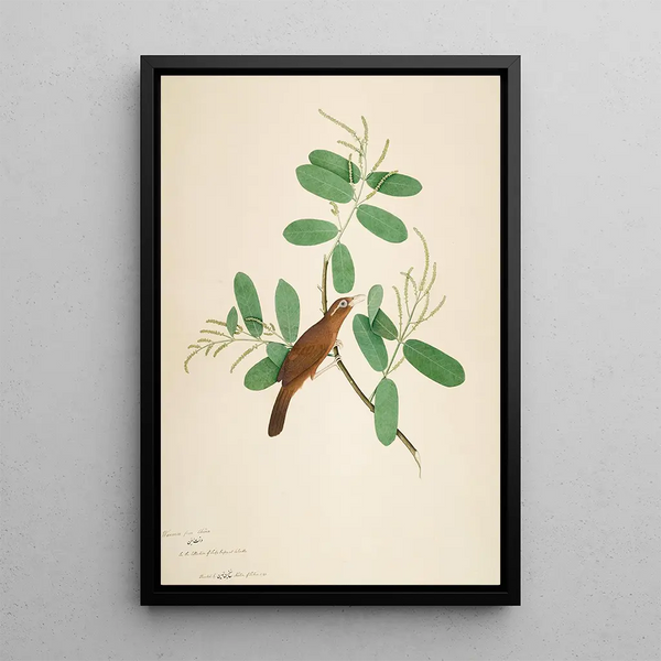Hwamei on a Terminalia Branch - Sheikh Zain al-Din — framed artwork on a wall