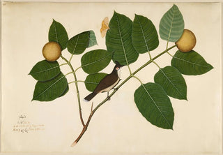 Sheikh Zain alDin - Redwhiskered Bulbul and Aganais Ficus Moth on Kadamba Branch.webp