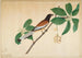 Témia vagabonde and caterpillar on a branch - Sheikh Zain al-Din — artwork view