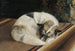 Dog resting - Sigrid Granfelt — artwork view