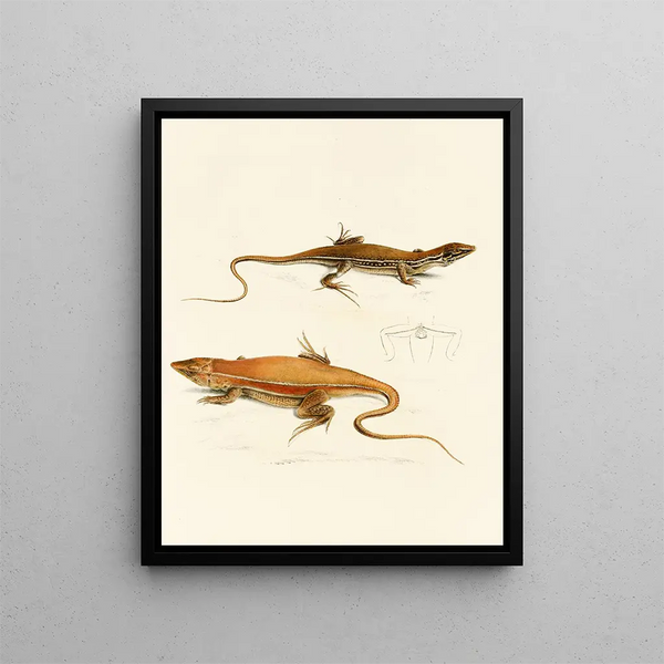 Acanthodactylus capensis - Sir Andrew Smith — framed artwork on a wall