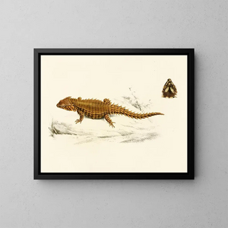 Cordyle with shell - Sir Andrew Smith — framed artwork on a wall
