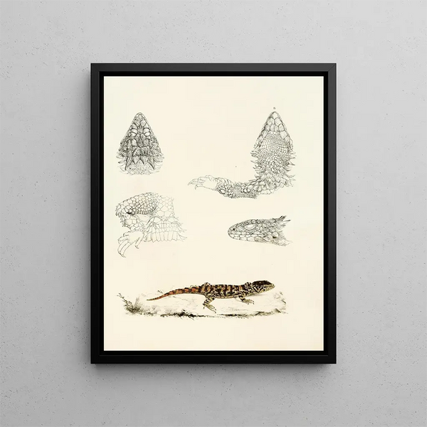 Cordylus giganteus jeune - Sir Andrew Smith — framed artwork on a wall